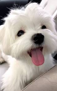 G7972 Loving Maltese Marshallow Puppy Baby Puppy