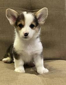 CORGI PUPPIES C187 🌻 Tri Color Female