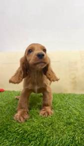 Cocker spaniel pure breed english