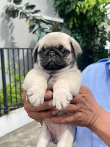 Pug