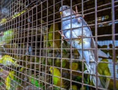 Burung Budgie 
