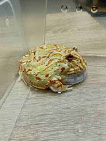 pacman frog 