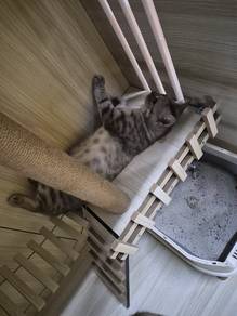 kucing lovea