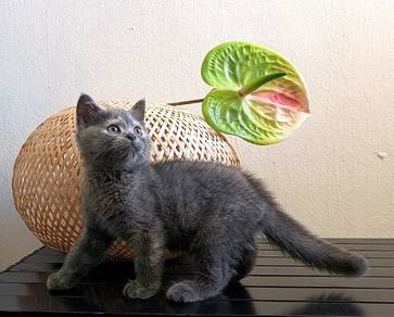 female kitten