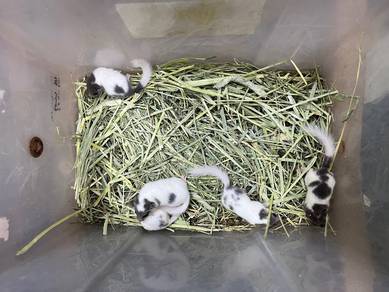 tupai mini hamster sugar glider