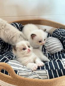 Pure Breed Ragdoll Kittens