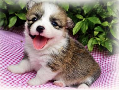 CORGI PUPPIES C135 Available  Male & Female