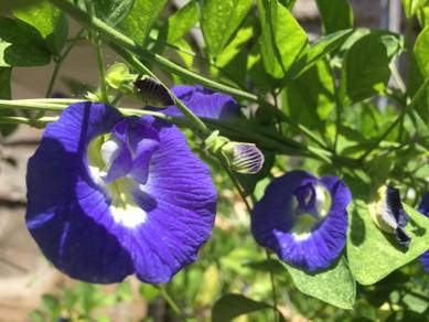 Butterfly Pea Plant (Pokok Bunga Telang)