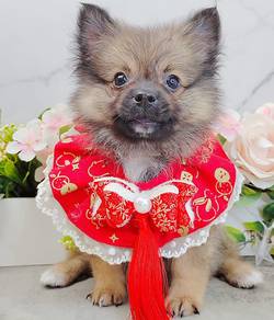 Pomeranian