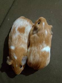 American guinea pig 