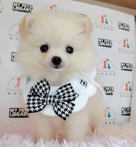 Pomeranian
