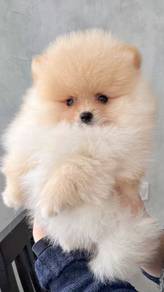 N294 Fuzzy pomeranian small fluffy puppy Baby Pupp