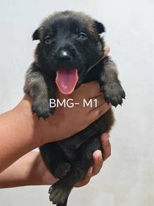 Pure Belgian Malinois Giant Bigbone