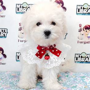 Bichon Frise