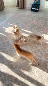 KUCING BSH (Golden @ Blue golden)