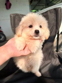 shih tzu mix maltipoo