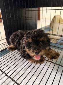 Toy Poodle