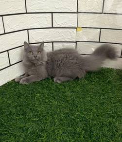 British longhair kitten