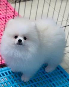MKA Pomeranian