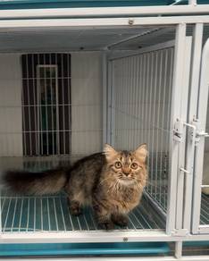Kucing kaki pendek