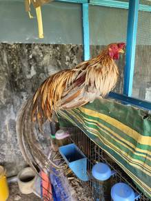 ayam thancau jantan 