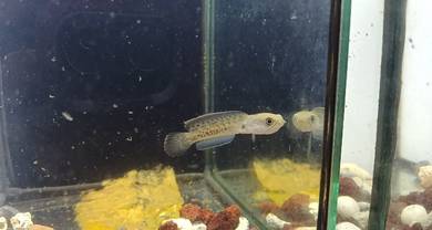 Channa Stewarti