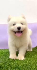 Samoyed