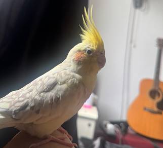 cockatiel