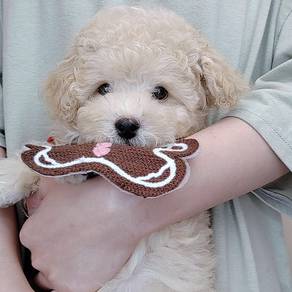 Poodle