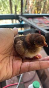 Anak Ayam RIR (RHODE ISLAND RED) BAKA TULEN