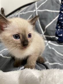 Baby Siamese Kitten