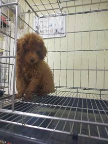 Toy poodle 