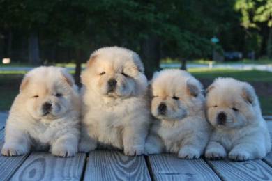 Chow Chow