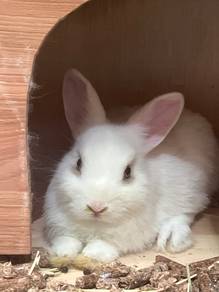 Netherland Dwarf Bunny for sale