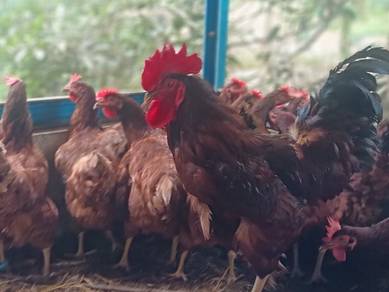 ayam penelur dan pedaging RIR BPR LIGHT SUSSEX 