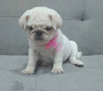 PUG PUPPIES 690🌻 REHOME Male