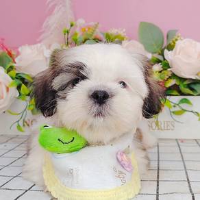 Shih Tzu