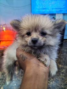 teacup Pomeranian 