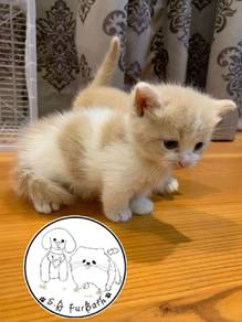 bsh munchkin