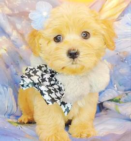 Maltipoo