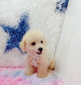 Maltipoo