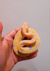 ball phyton snake ular