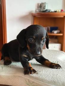 FEMALE Daschund