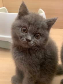 Bsh Blue