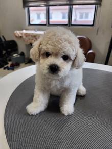 Bichon Frise 