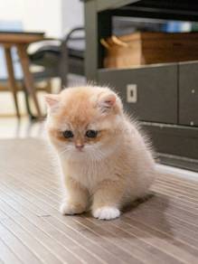 BSH British Shorthair Kitten Male - Kuma