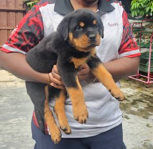 Rottweiler