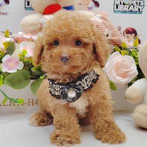 Toy Poodle