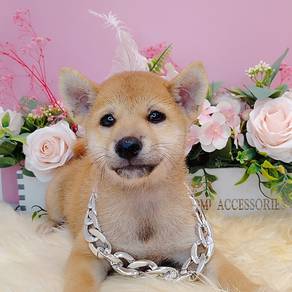 Shiba