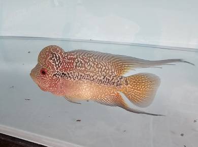 Flowerhorn